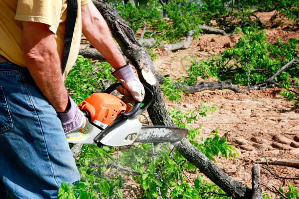 Best Tree Maintenance Programs  in USA